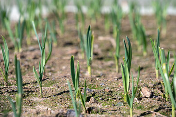 봄에 핀 새싹들