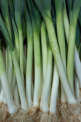 Fresh juicy raw leeks as a background, closeup. Natural background. Top view.