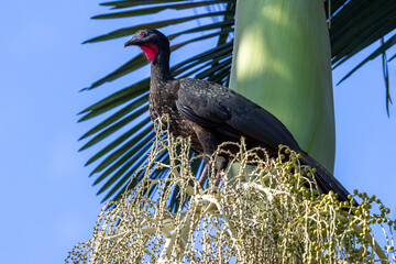 Ein Haubenguan sitzt auf einer Palme in der Seitenansicht in Costa Rica