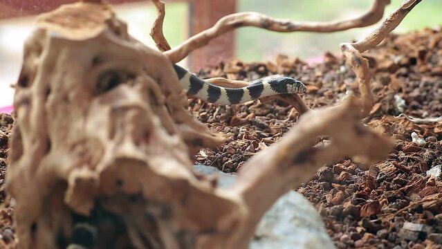 Close up young snake pet in glass cage