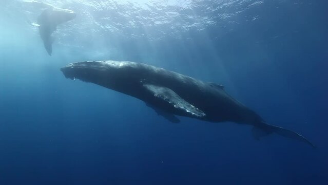 Close-up humpback whale mother and calf underwater in Pacific Ocean. Giant animals Megaptera Novaeangliae huge whales in pure transparent water in Tonga Polynesia