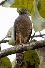 Ein Wegebussard frontal im Dschungel von Costa Rica