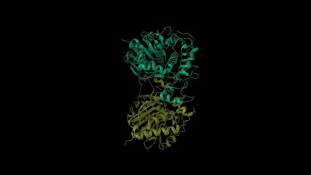 Structure of 6-aminohexanoate-dimer hydrolase. Animated 3D cartoon and Gaussian surface models, chain id color scheme, PDB 2zm0, black background