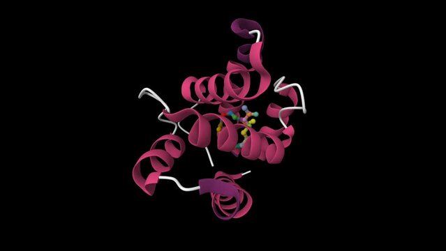 Drosophila odorant-binding protein LUSH bound to attractant pheromone 11-cis-vaccenyl acetate. Animated 3D cartoon model, secondary structure color scheme, PDB 2gte, black background