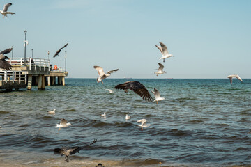 Naklejka premium The Sopot molo pier longest in Europe. Baltic Sea and the sun. Seagulls flying on the beach of Baltic Sea waves searching food. Holiday vacation