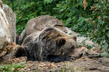 Fototapeta premium Sleeping Grizzly Bear