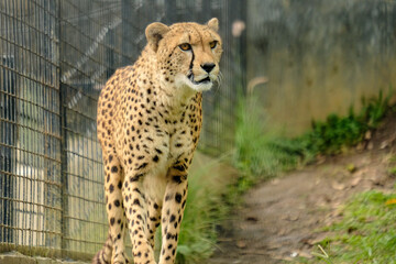 cheetah in the grass