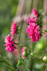Pink aster flowers in full bloom in a home garden during the summer