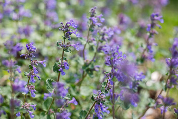 Purple catmint, a perennial plant, blooming in spring in a home garden