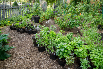 Urban container kitchen garden filled with tomatoes, peppers, basil, flowers and herbs, growing in fabric grow bags