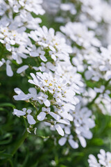 Perennial candytuft plant blooming with white flowers in spring in a home garden