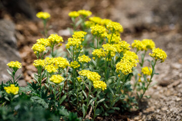 Yellow alyssum flowers, a perennial variety, in bloom in a home garden in spring