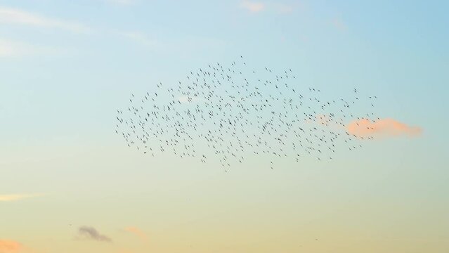 Murmuration Of Starlings On A Blue Sky