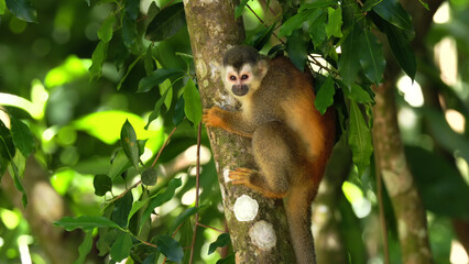 squirrel monkey in a tree looking around at manuel antonio