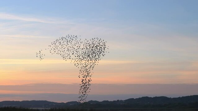 Starlings Swarming And Swirling In Sunset Sky