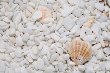 Background of well polished little mainly white stones with few seashells close up view