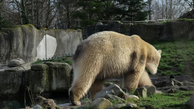 Furry Polar Bear Walking On Rocky Terrain. Ursus Maritimus. tracking shot