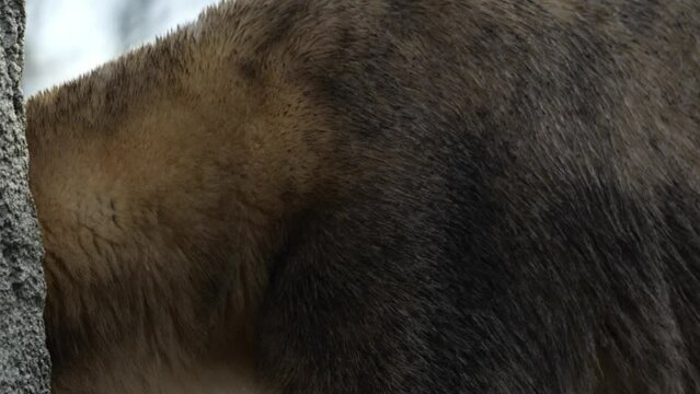 Extreme Closeup Of A Polar Bear In The Wilderness. Ursus Maritimus.