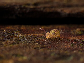 P1221150 globular springtail, Dicyrtomina minuta, cECP 2023