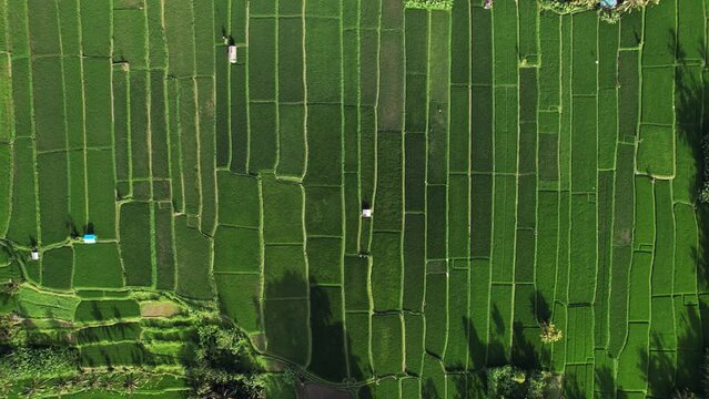 Beautiful geometric pattern of lush green rice fields at Bali, aerial shot, camera look straight down and move lower from height. Large cultivated area divided to many small rectangles of fields
