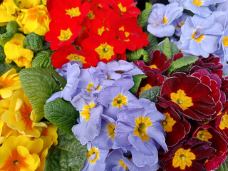 Bouquet of colorful flowers Primula. The background is made of yellow, red, blue, burgundy inflorescences. High quality photo