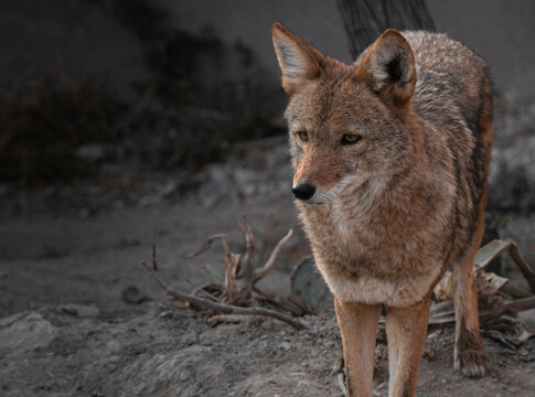 coyote en cautiverio, retrato de coyote 