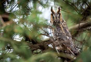 Long eared owl ( Asio otus )