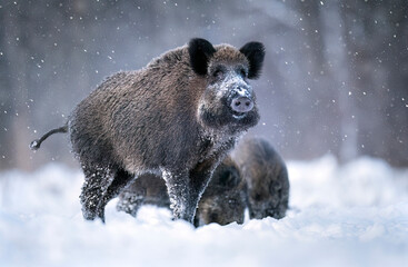 Wild boar in winter scenery ( Sus scrofa )