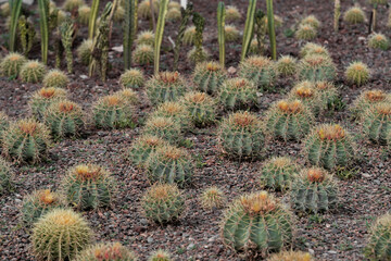 Viznaga mexicana, Golden barrel cactus, Biznaga, cactus mexicano