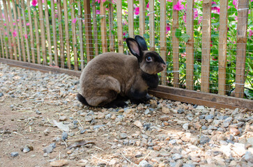 Mini Rex rabbit in outdoor garden 