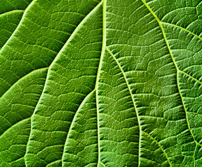 The texture of a part of a green leaf. Symmetrical pattern. Macro background. Natural background. View from above. Copy space 