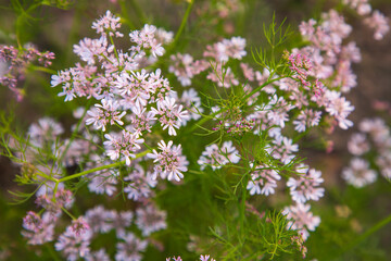 Close-up focus white blooming coriander  flowers wtith green blurry background