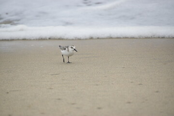 ShoreBird in the Sand