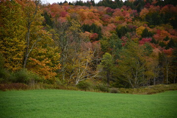 Fall Foliage