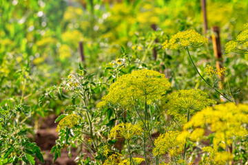 Dill on the beds. Dill inflorescence in the field, growing dill