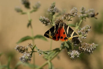 Russischer Bär (Euplagia quadripunctaria)