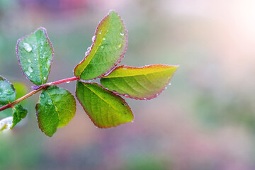 A branch of a rose with green leaves and raindrops on a leaf