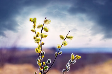 Willow branches with fluffy catkins on the background of the sky with dark clouds