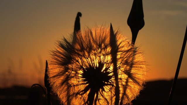 Sunset With Dandelion Seed Head Silhouette