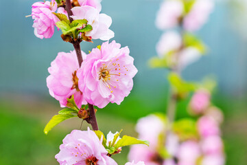 Sakura flowering. Large lush sakura flowers on a tree on a dark background in sunny weather