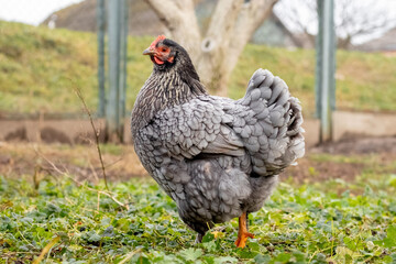 Purebred gray variegated chicken in the garden on the grass. Breeding chickens on the farm