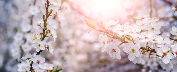 Cherry plum blossoms. A cherry plum branch with white flowers on a sunny day