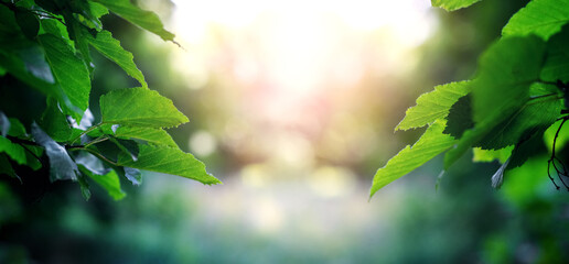 Tree branch with green leaves in forest on blurred background, summer background