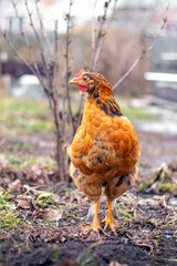 Brown hen in the garden in early spring. Raising chickens