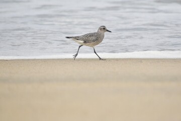 Shorebird and Water's Edge