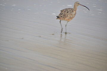 Curlew Prints