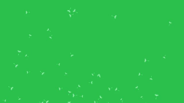 Flying dandelion seeds (flying flower seeds) on green screen background motion graphic effect.