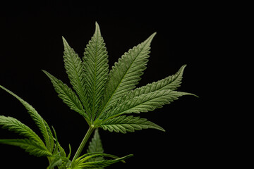Naklejka na ściany i meble Cannabis plant with a black background. Texture marijuana leaves