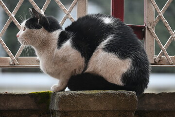 Fototapeta premium A black and white cat on a wall.