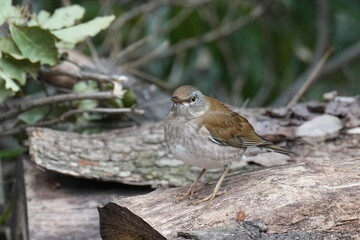 pale thrush in a forest